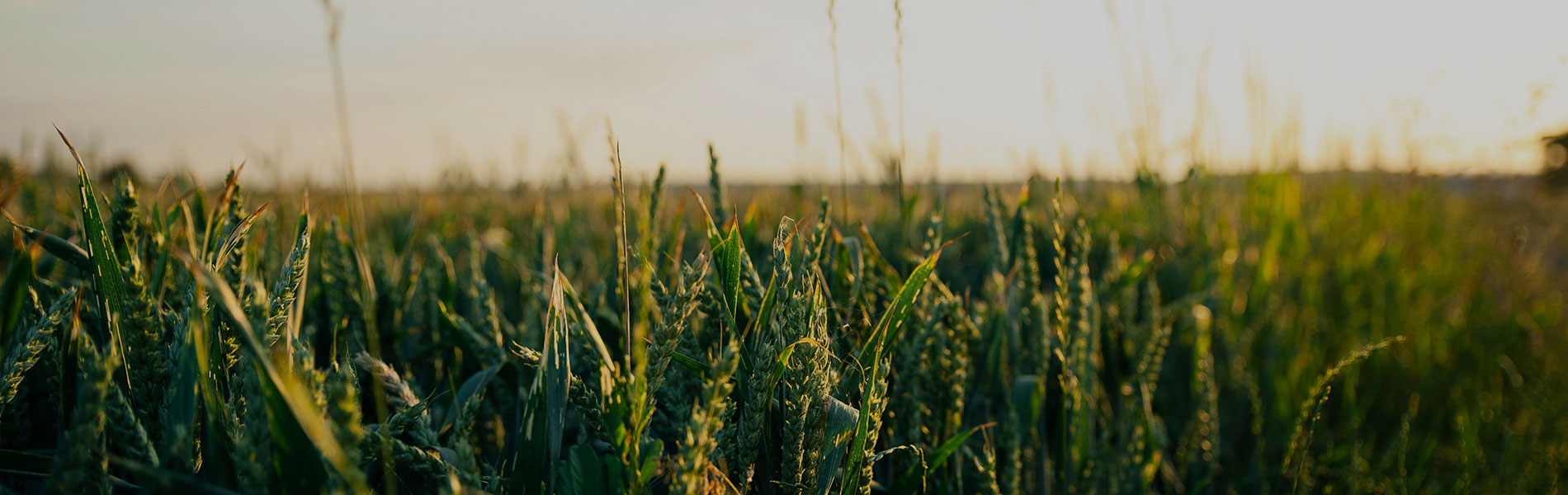 Field